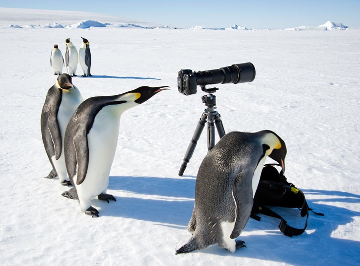 Curious penguins examine a camera