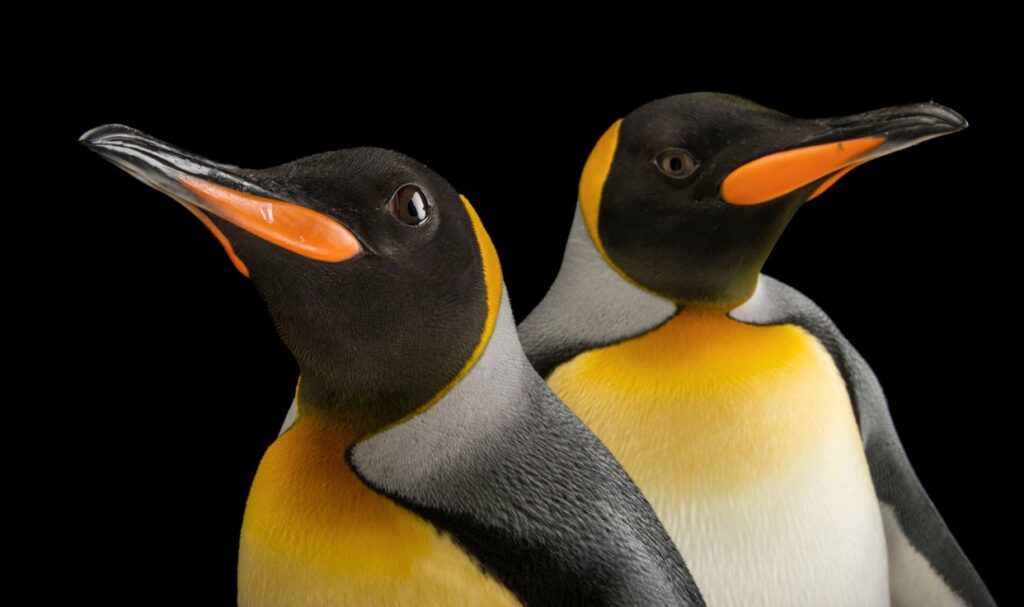 Two Penguins